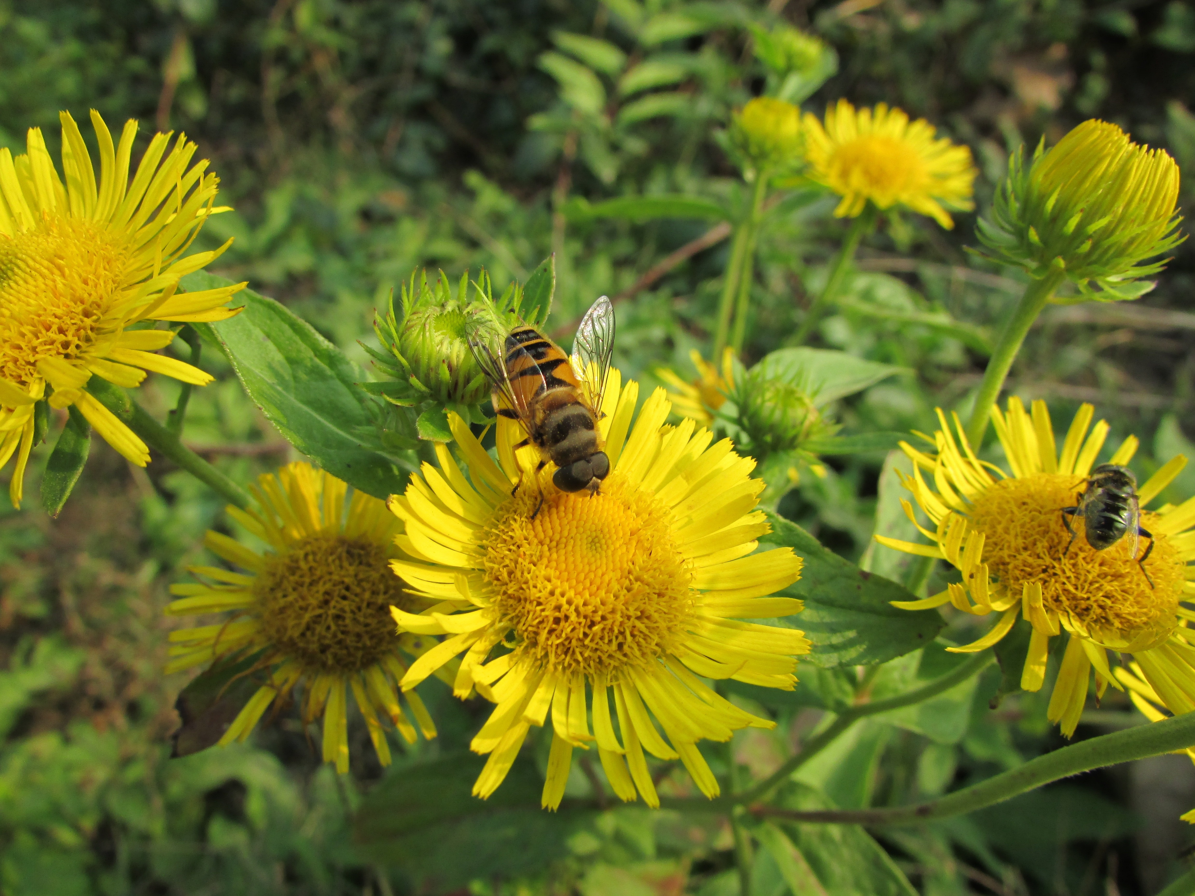 Yellow, Bee, Flowers, flower, insect
