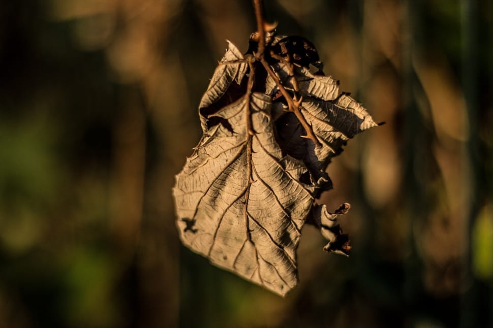brown dried leaf preview