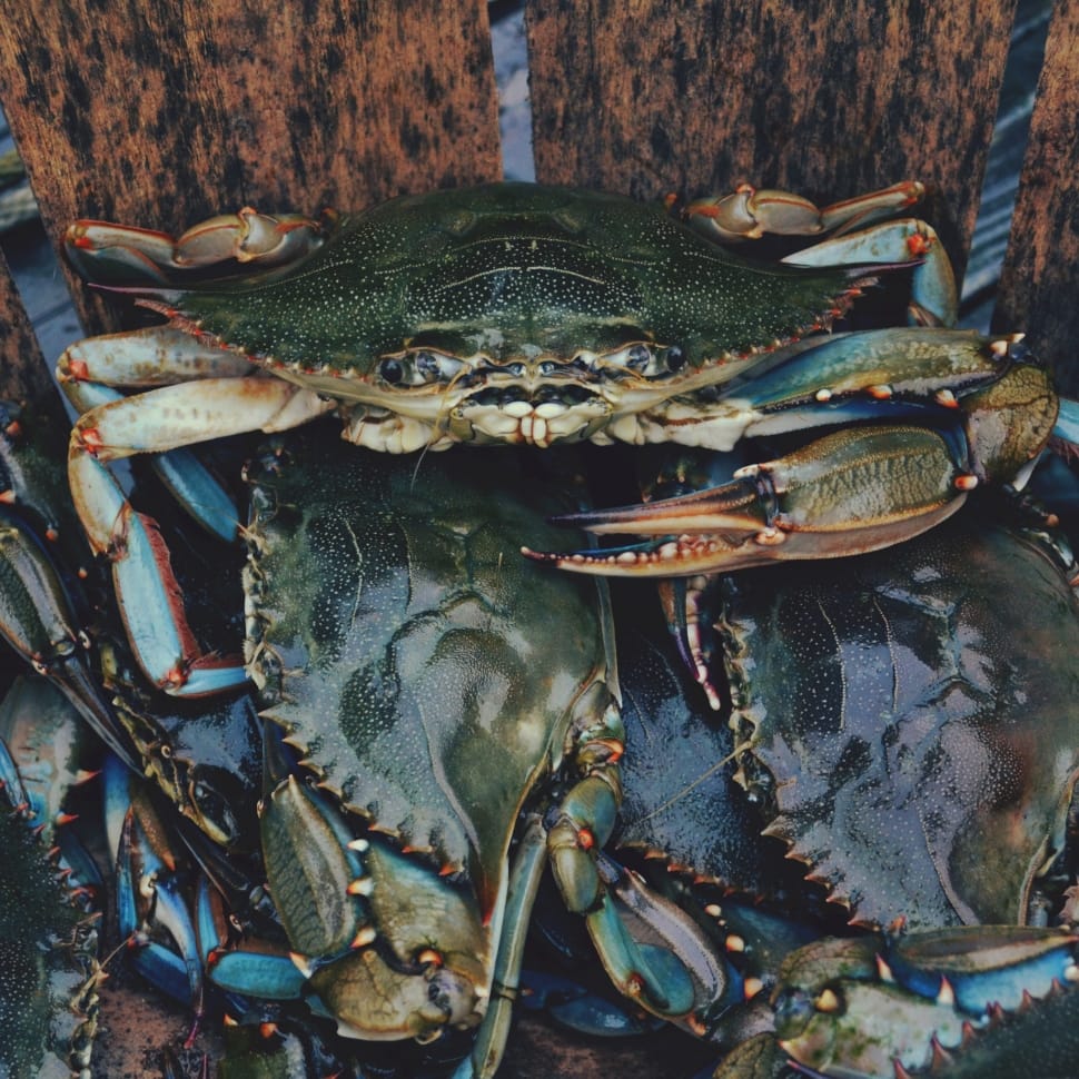 pile of crabs in brown wooden surface preview