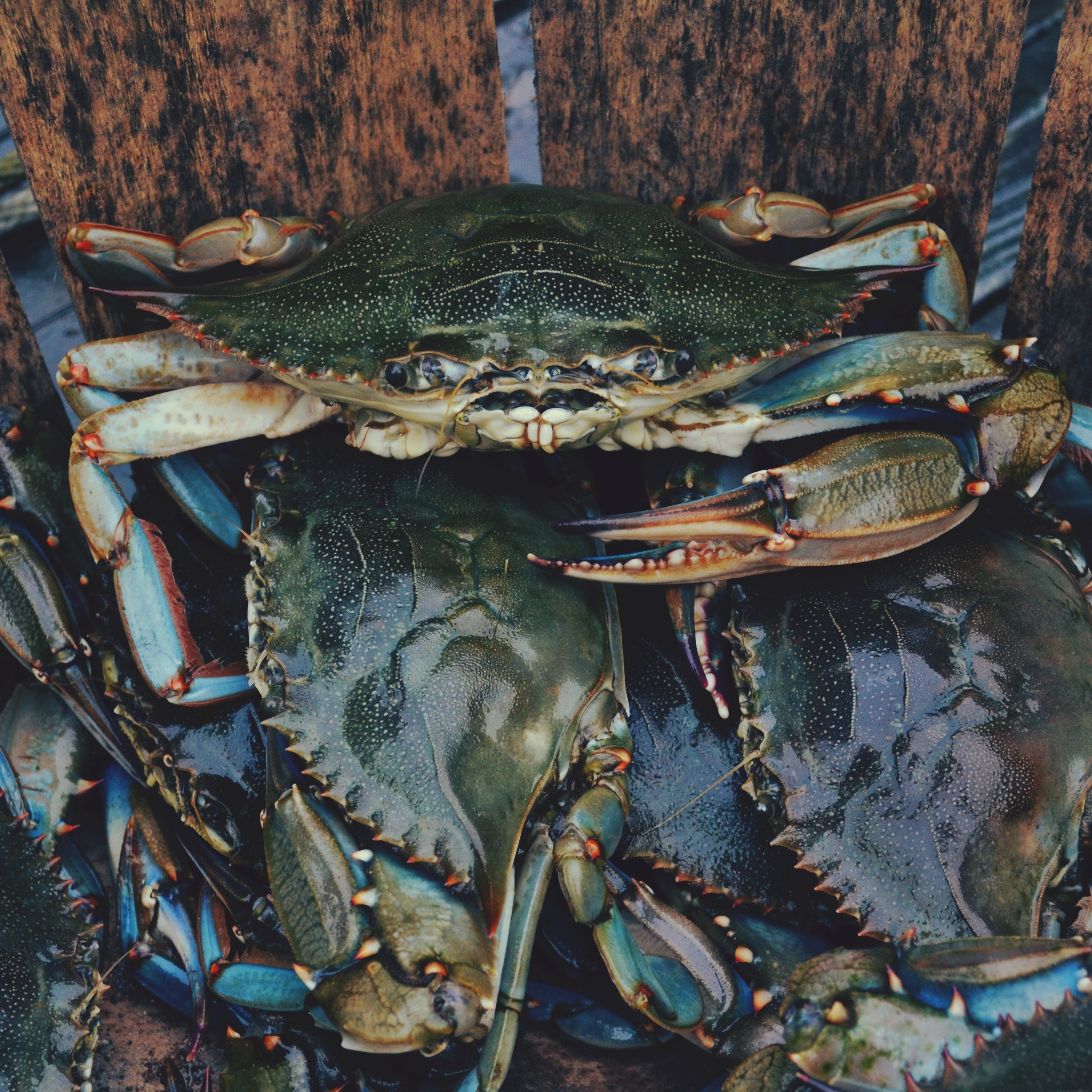 pile of crabs in brown wooden surface