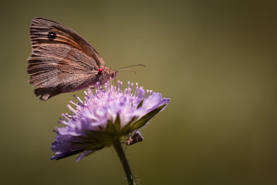 moth butterfly and purple flower preview