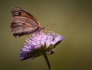 moth butterfly and purple flower thumbnail