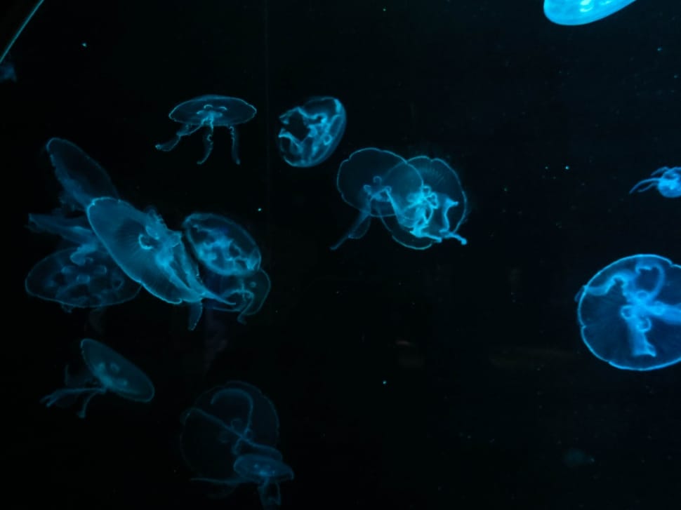 school of jelly fish preview