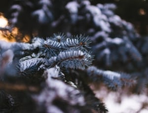 green pine tree with snow thumbnail