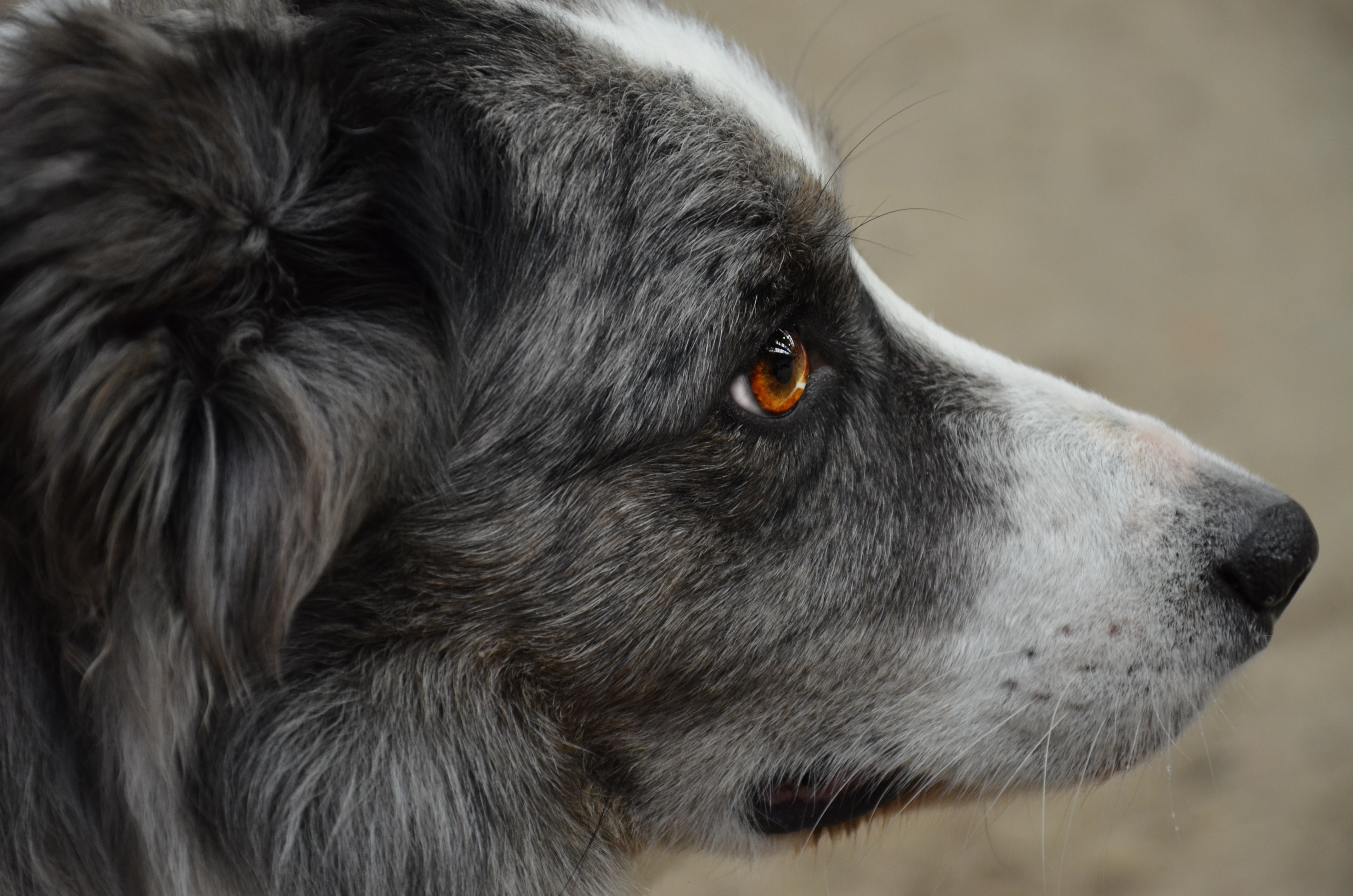 gray and white dog head