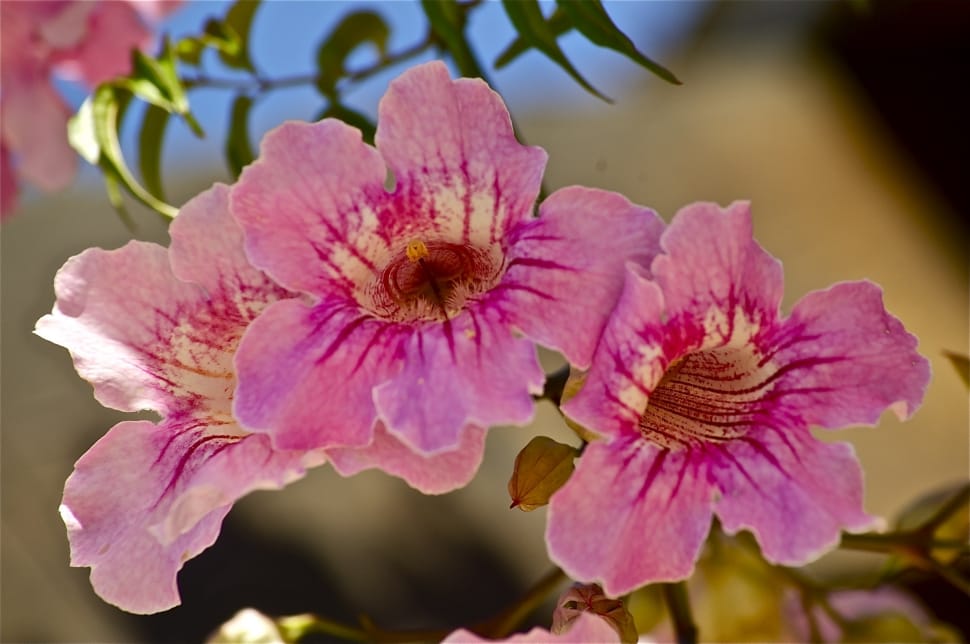 photograph of pink-and-yellow flowers preview