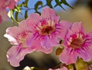 photograph of pink-and-yellow flowers thumbnail