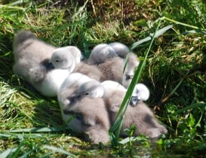 brown and white duckling lot thumbnail