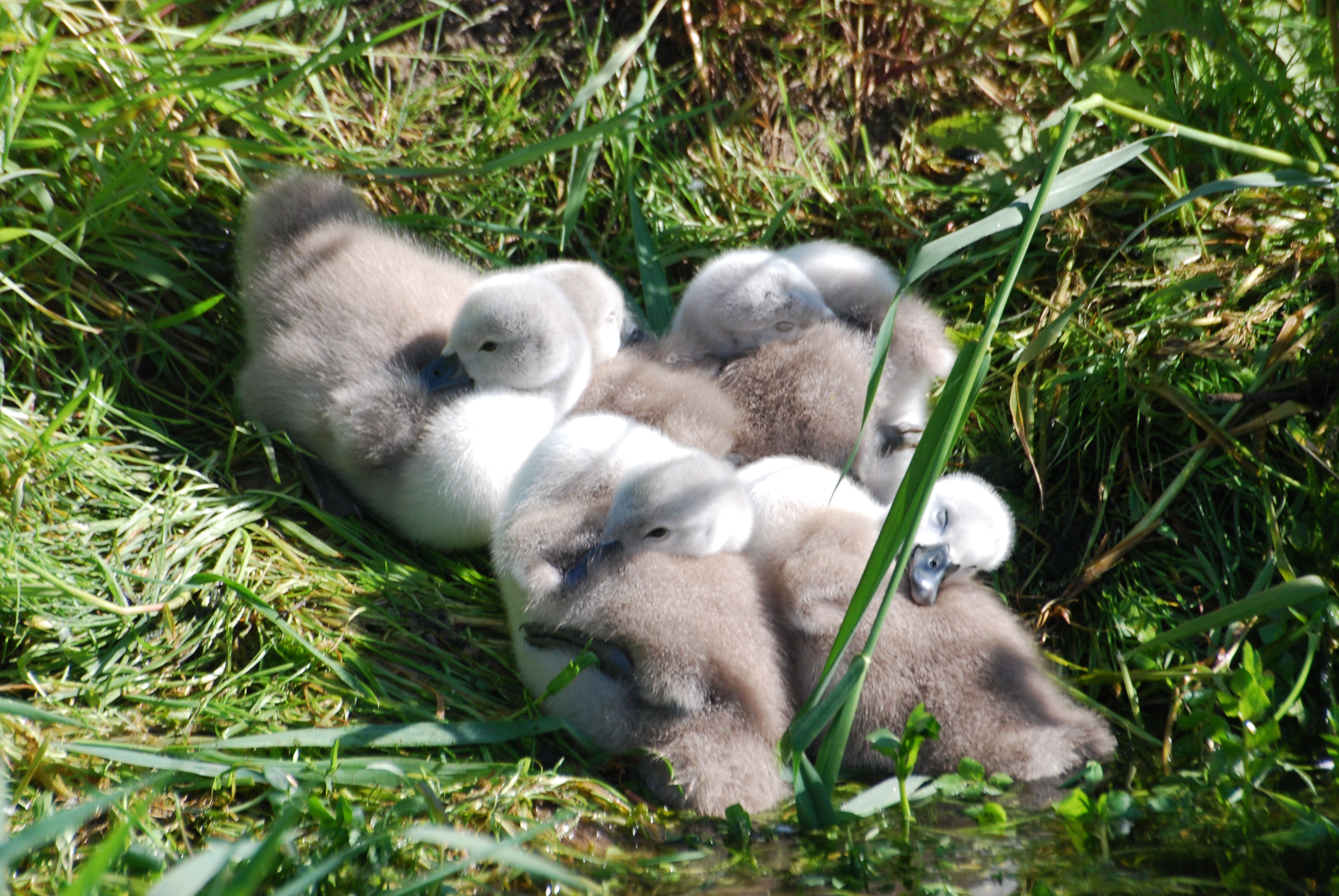 brown and white duckling lot