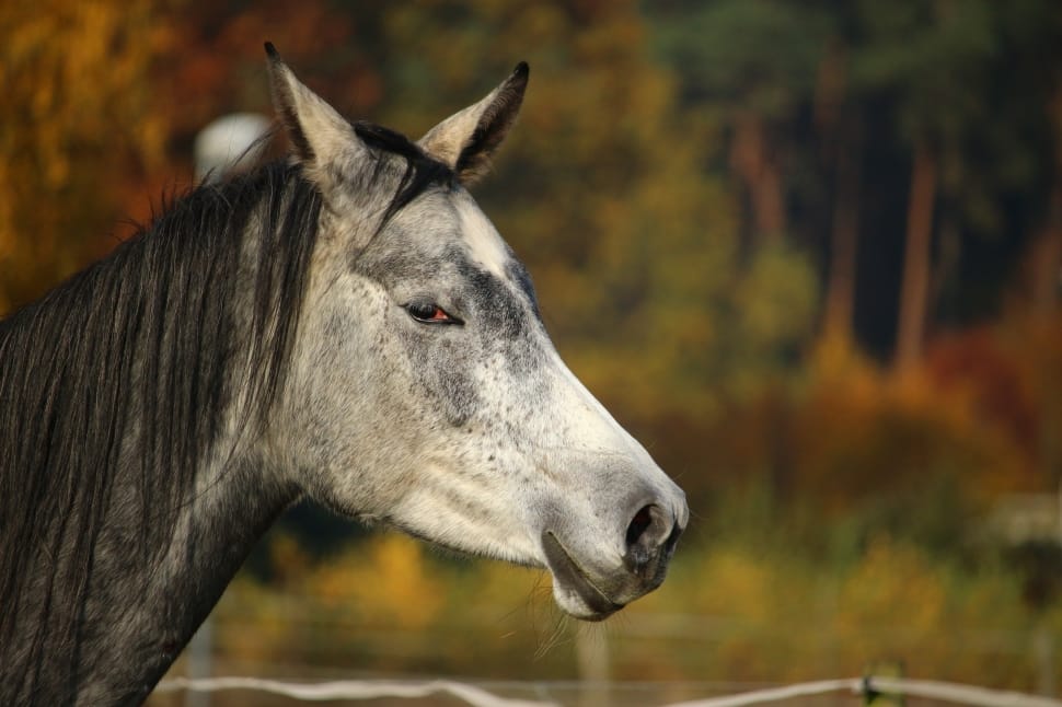 white and gray horse preview