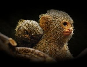 two brown and grey animals thumbnail