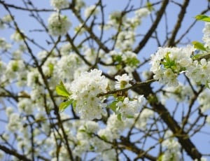 White, Cherry Blossom, Flowers, Branches, flower, blossom thumbnail