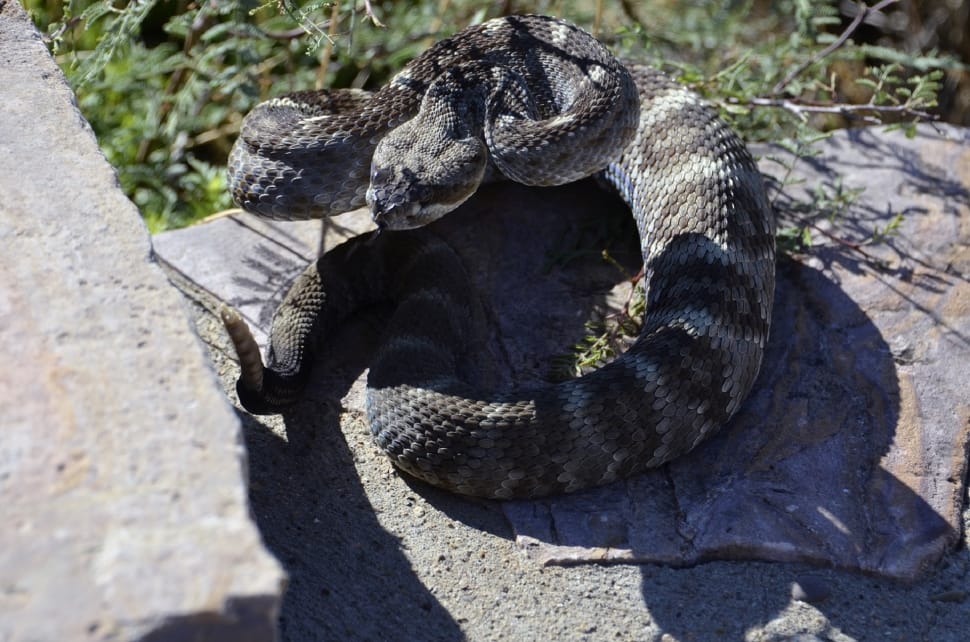 black and gray rattle snake preview