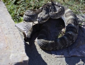 black and gray rattle snake thumbnail