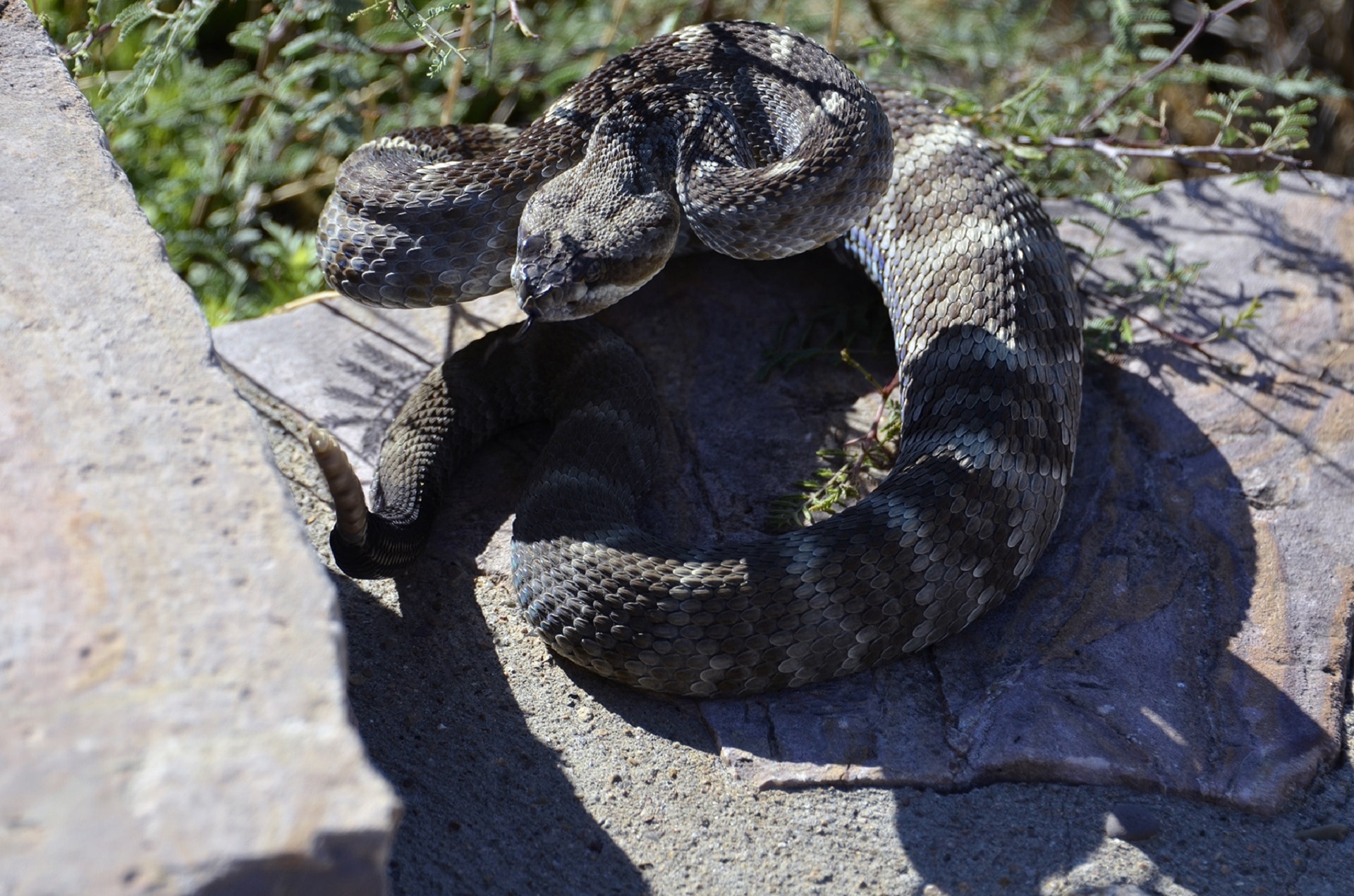 black and gray rattle snake