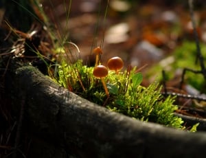 green grass and brown mushroom thumbnail