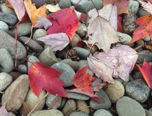 Pebbles, Leaves, Leaf, Stone, Fall, full frame, no people thumbnail