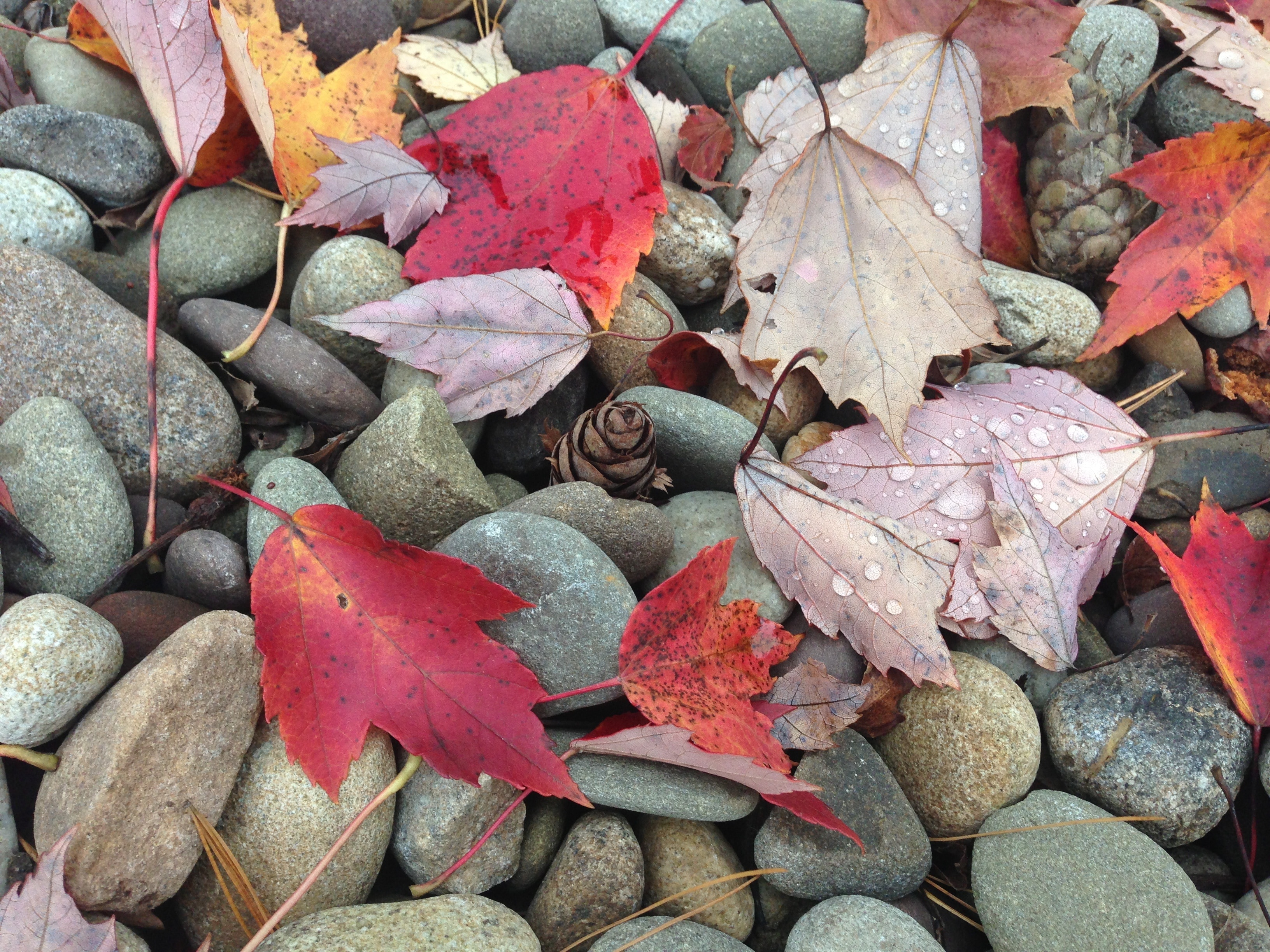 Pebbles, Leaves, Leaf, Stone, Fall, full frame, no people