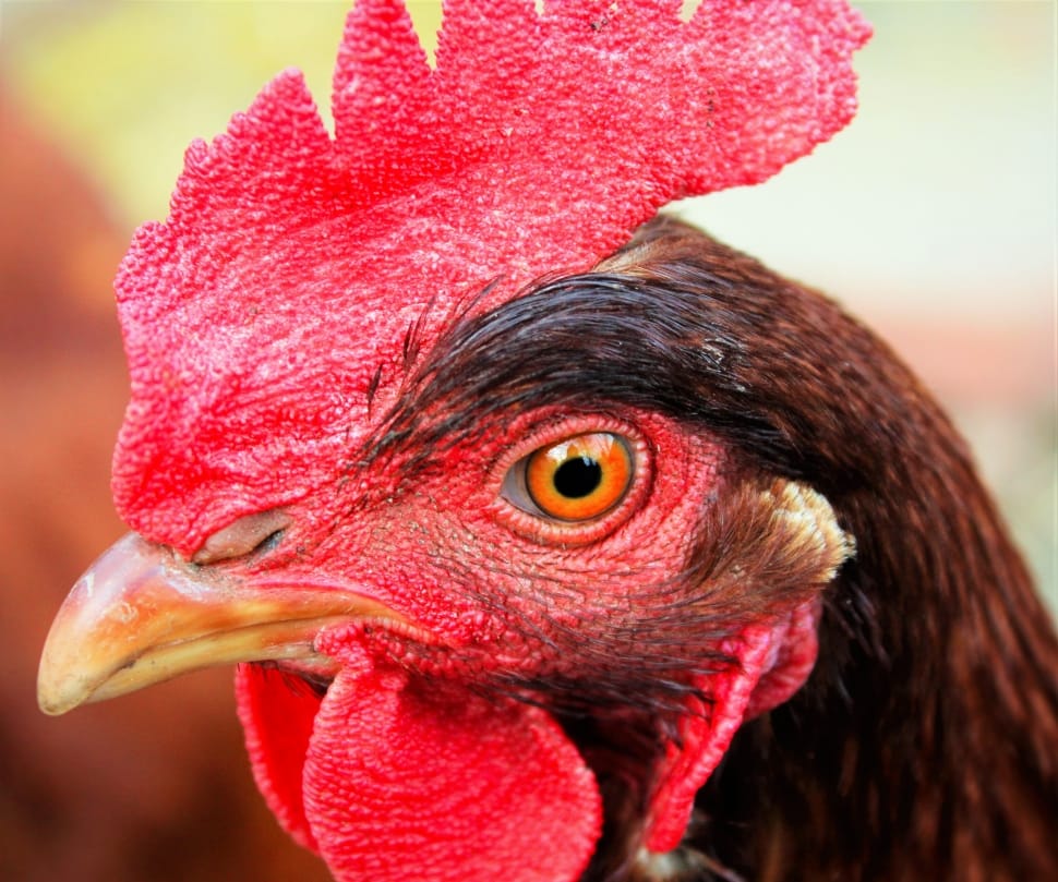 Red, Eye, Close-Up, Chicken, Color, chicken - bird, bird preview