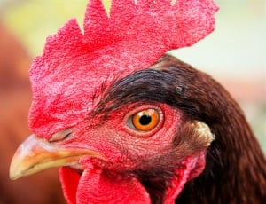 Red, Eye, Close-Up, Chicken, Color, chicken - bird, bird thumbnail