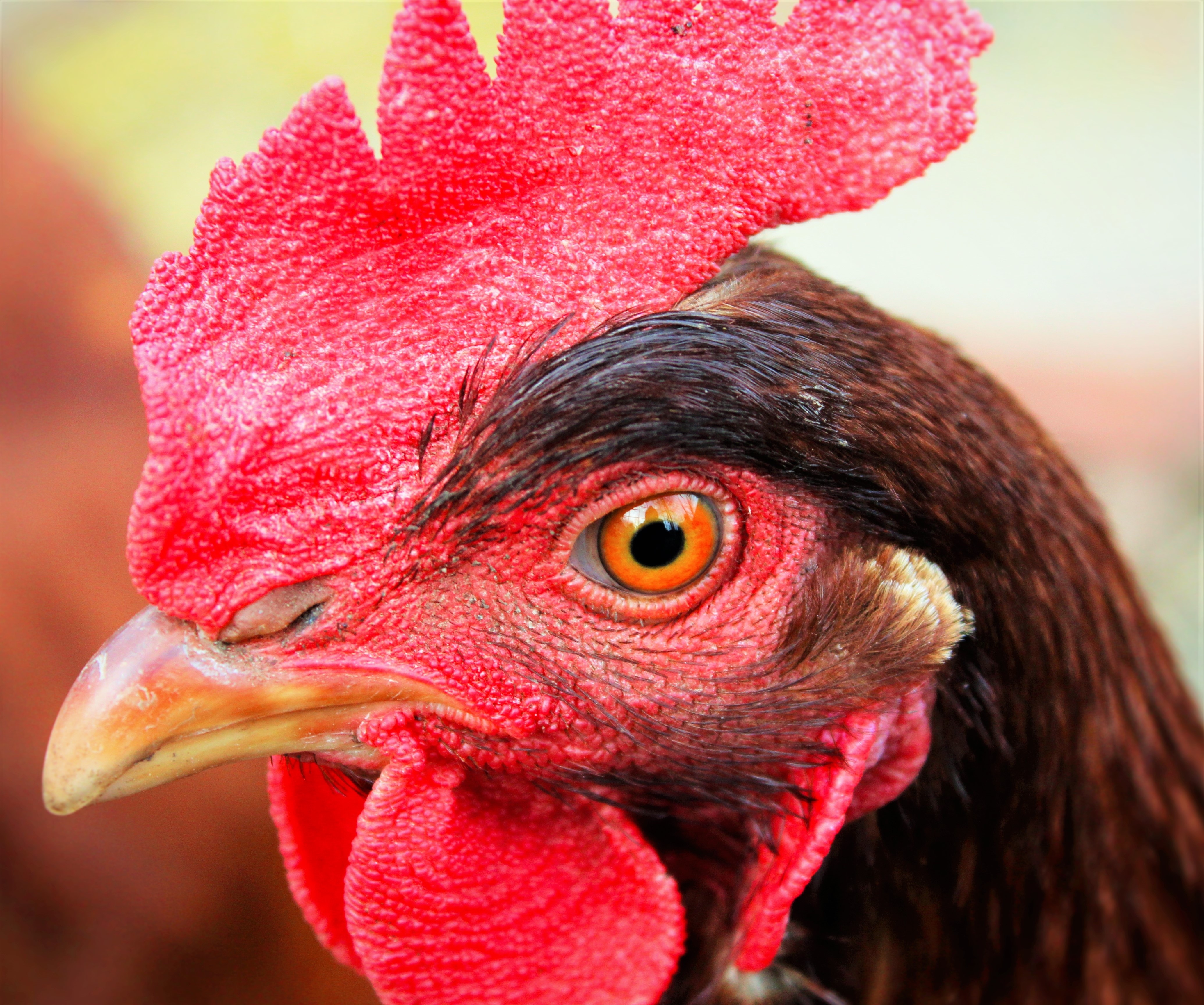 Red, Eye, Close-Up, Chicken, Color, chicken - bird, bird