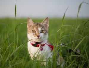 fawn and white short fur cat thumbnail
