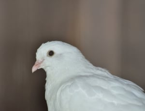 white pigeon thumbnail