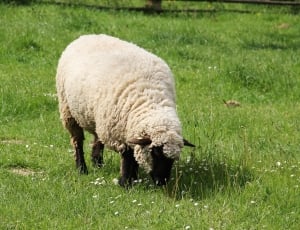 white sheep at green grass field thumbnail