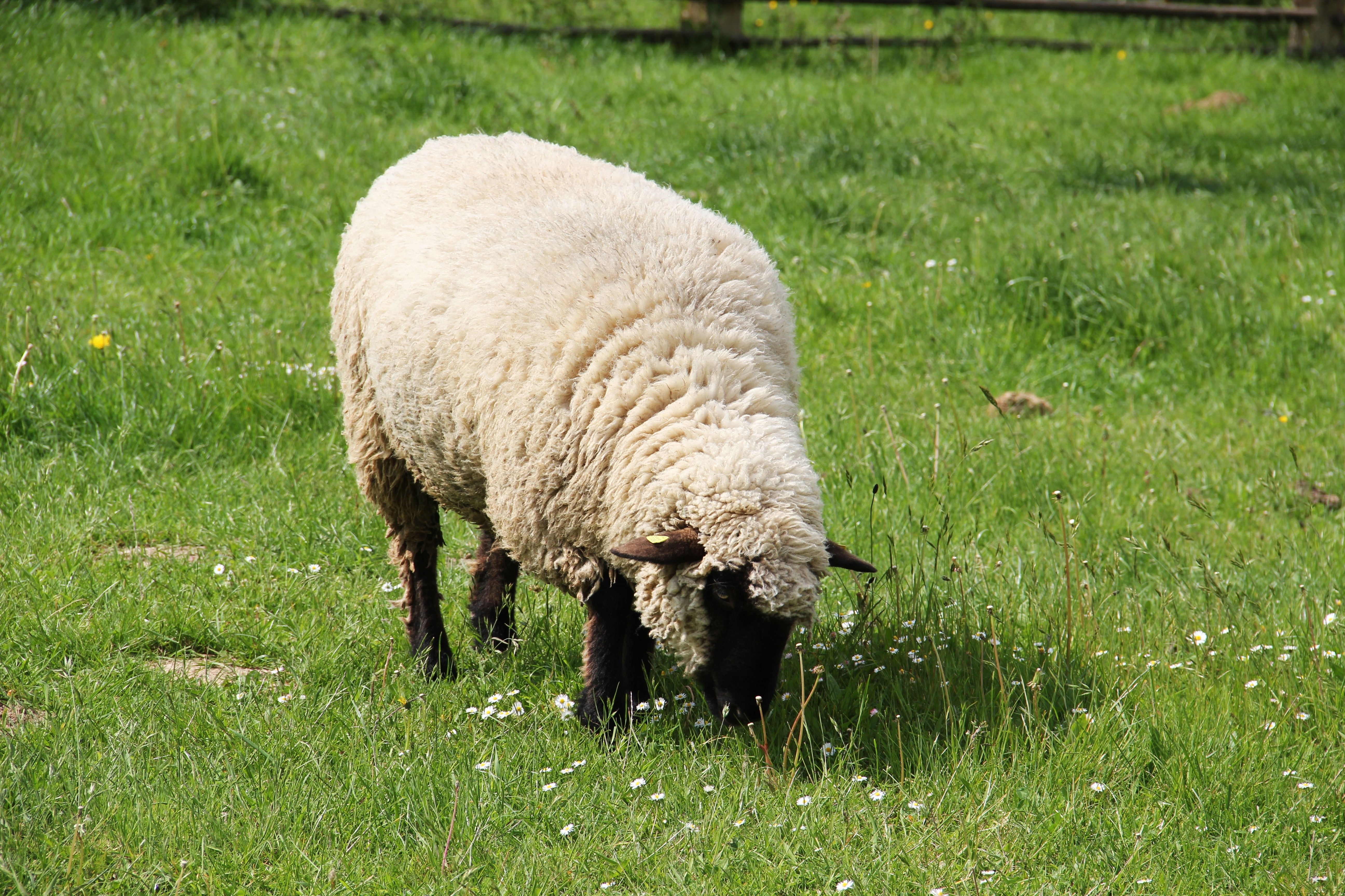 white sheep at green grass field