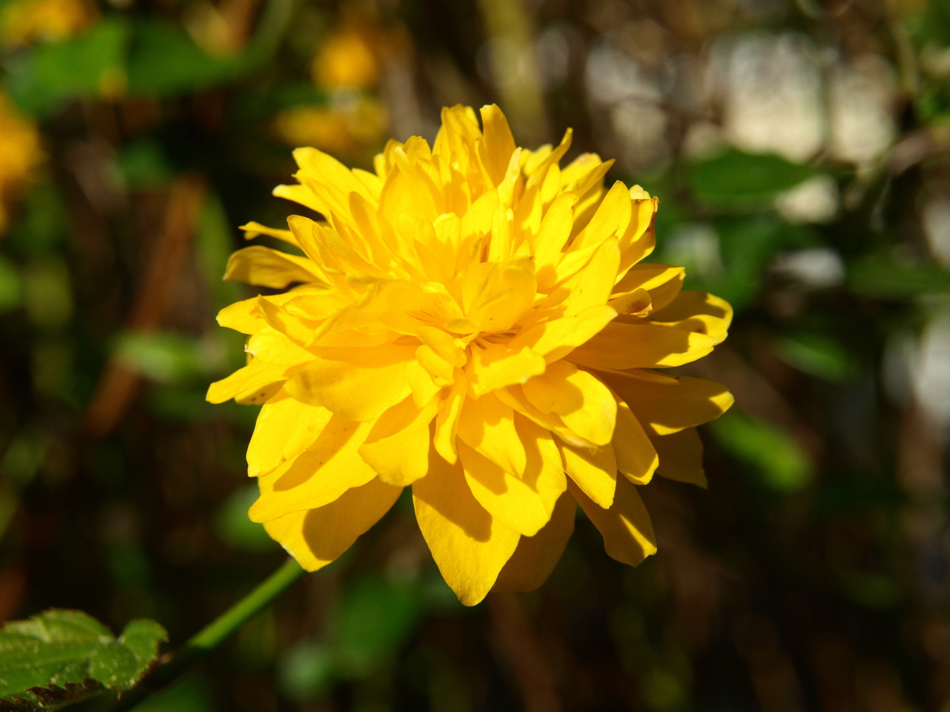 Ranunkel Shrub, Ranunculus Bush Flower, flower, yellow