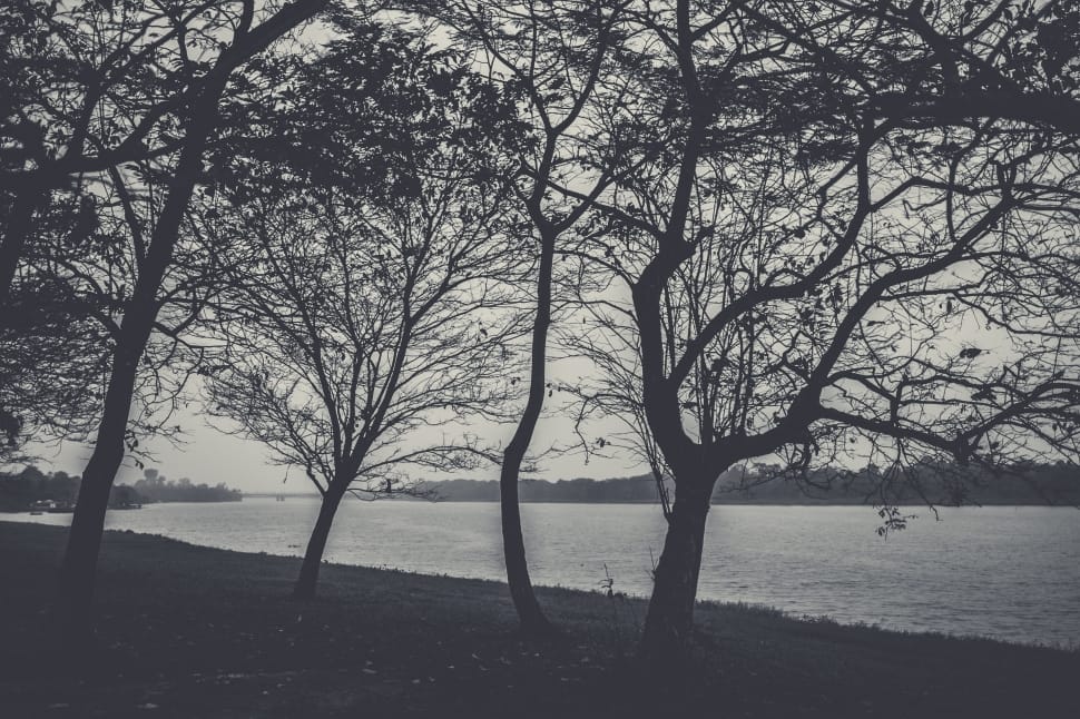 black trees near body of water preview