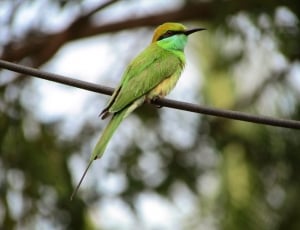 green long beak bird thumbnail
