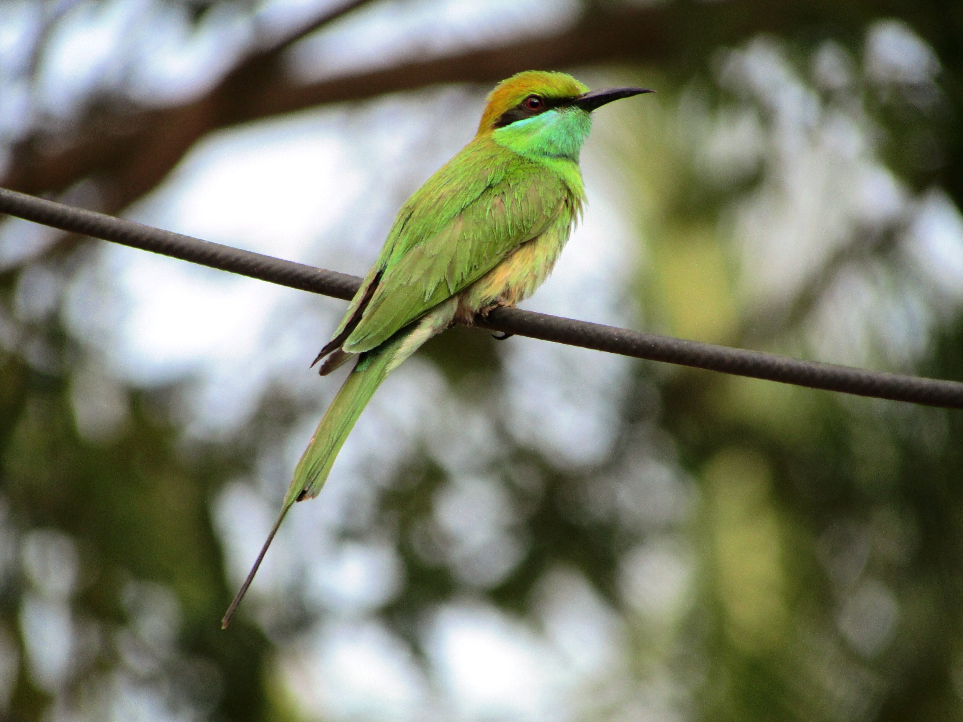 green long beak bird