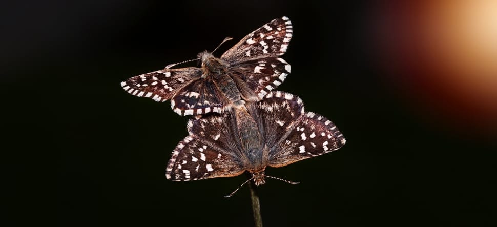 brown and white moth photography preview