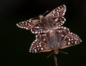 brown and white moth photography thumbnail