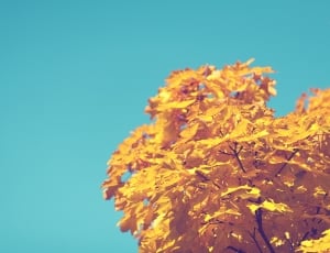 yellow maple tree during daytime thumbnail