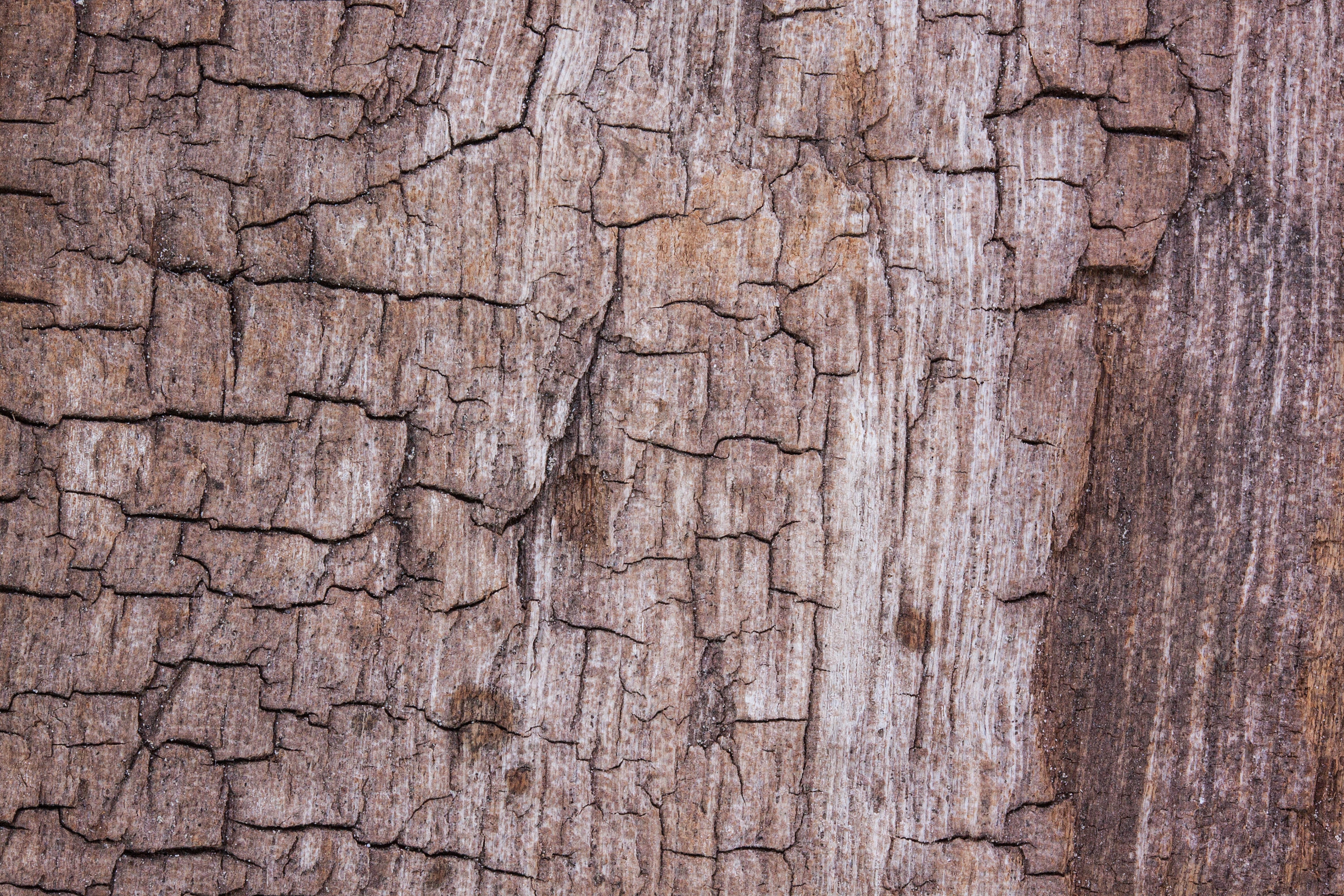 Древесный. Старая кора дерева. Текстура гладкого дерева. Потрескавшееся дерево. Структура коры дерева.