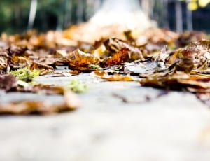 Bridge, Leaves, Autumn, selective focus, no people thumbnail