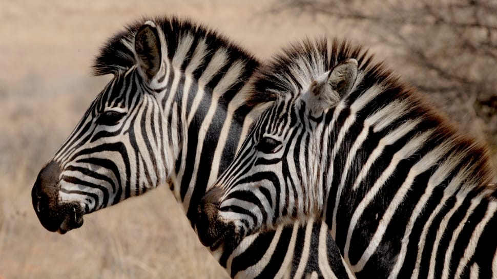 two zebras standing together during daytime preview