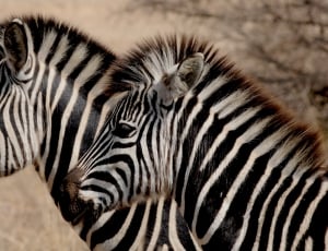 two zebras standing together during daytime thumbnail