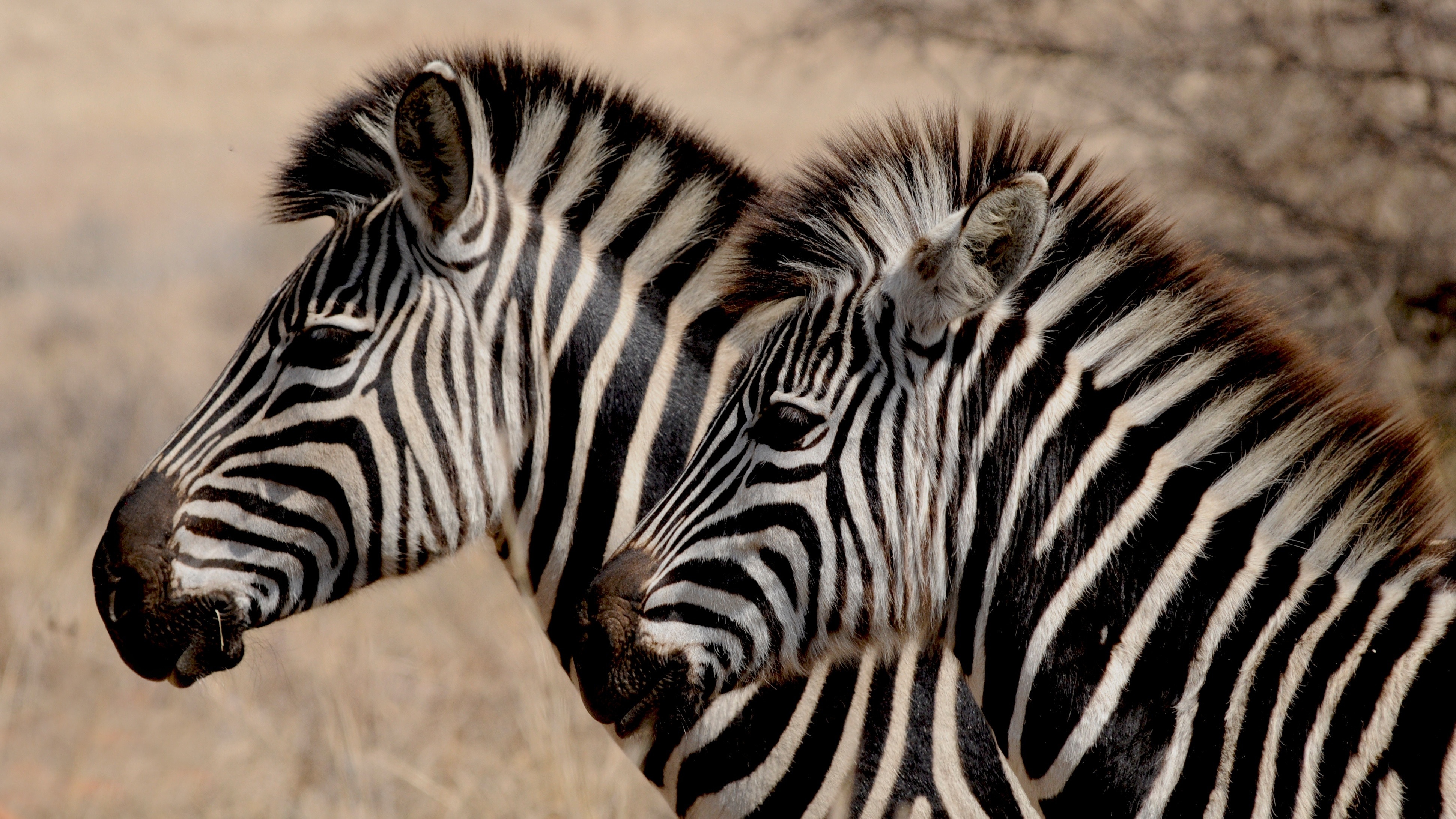 two zebras standing together during daytime