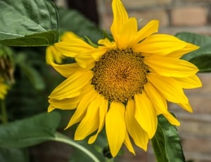 tilt lens photography of sunflower thumbnail