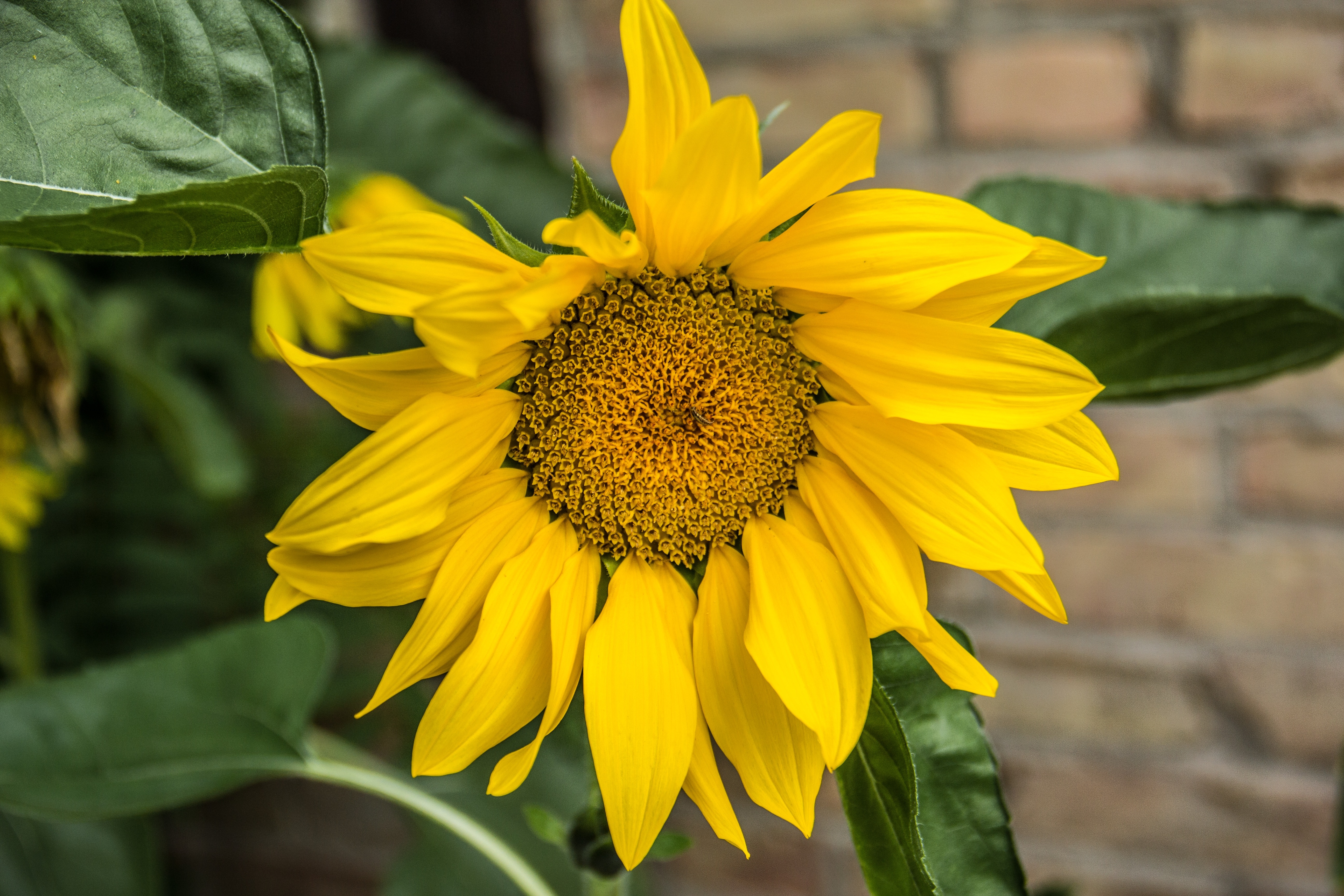 tilt lens photography of sunflower