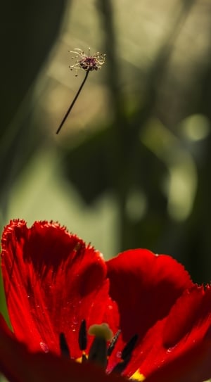 red petal flower thumbnail