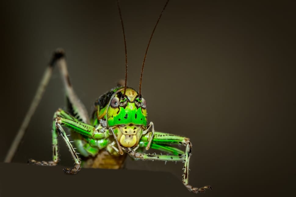 green grasshopper preview
