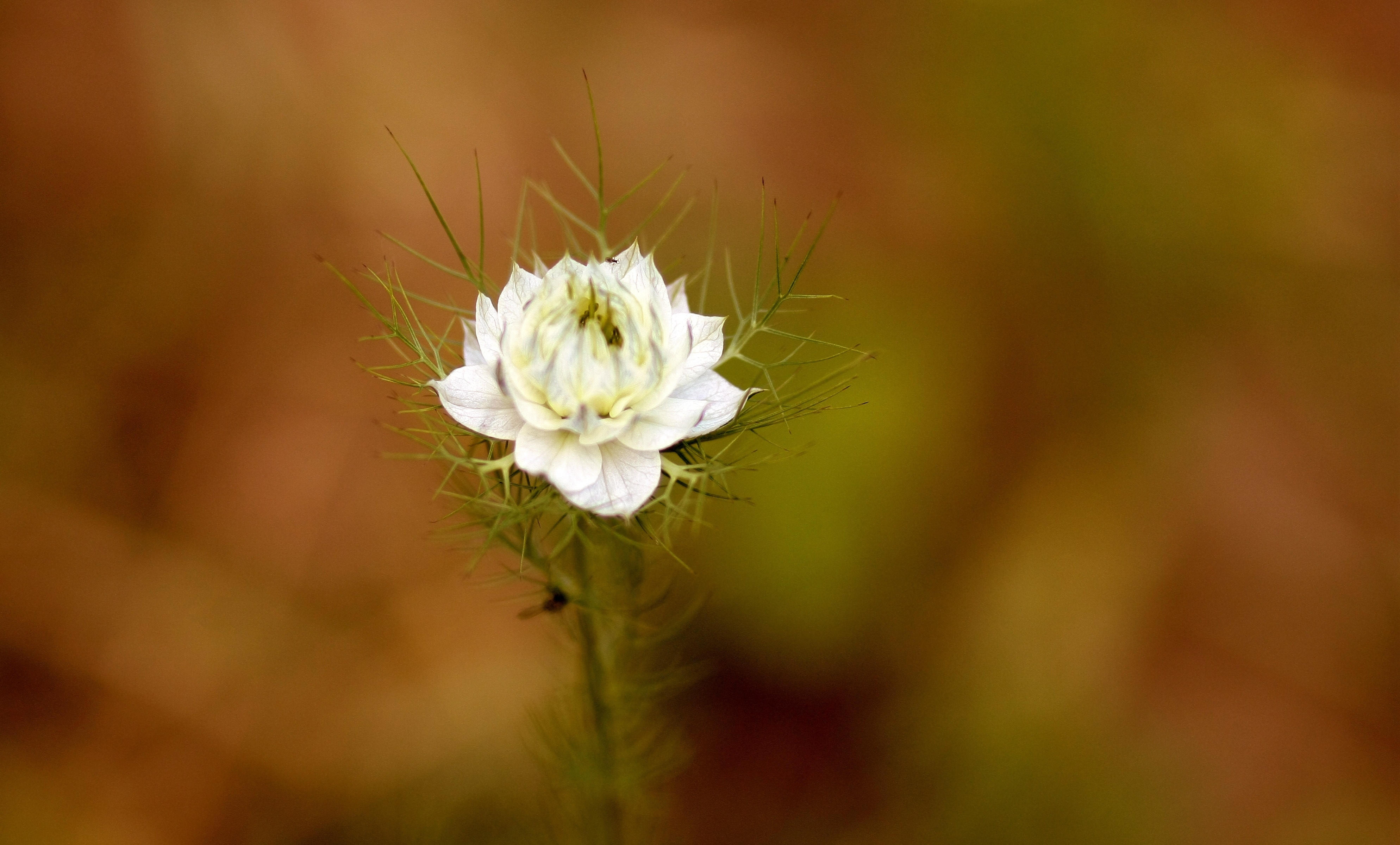 white petaled flower