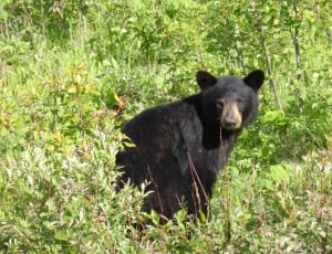 black bear on green grass field thumbnail