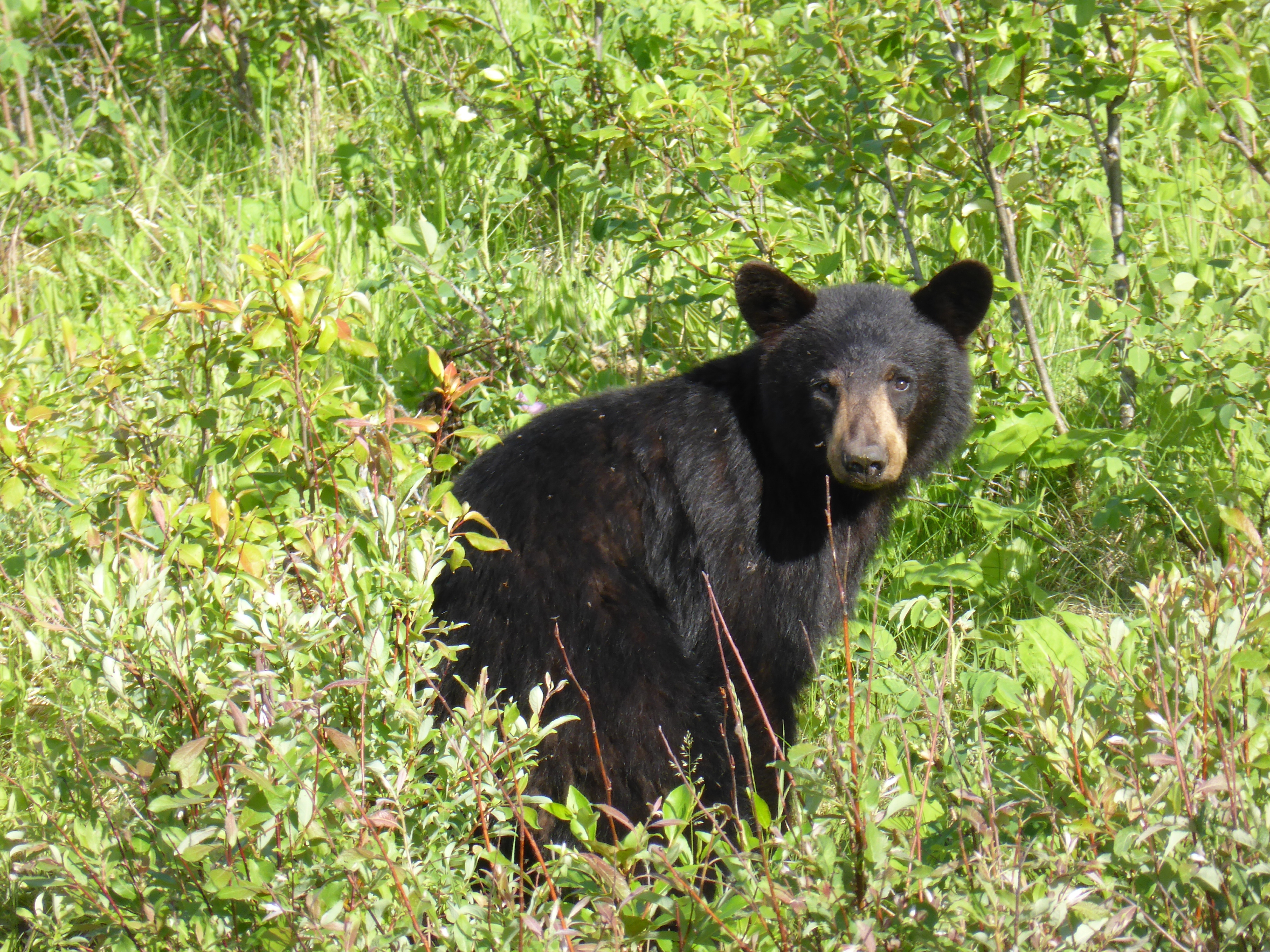 black bear on green grass field