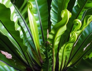 Fern, Plant, Green, green color, growth thumbnail