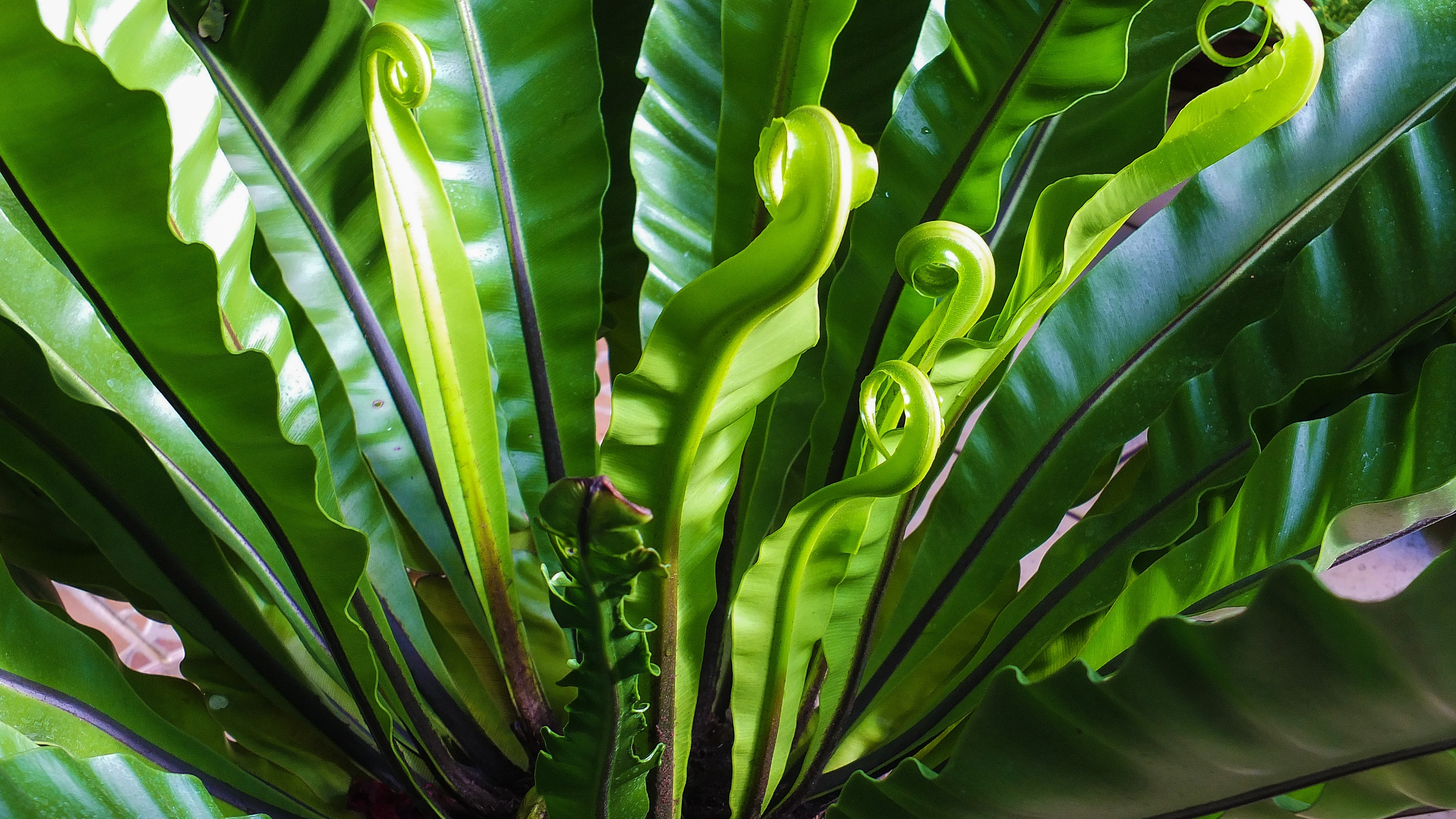 Fern, Plant, Green, green color, growth